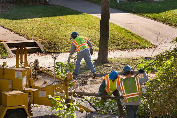 How Our Tree Care Process Works  in Amador Pines, CA